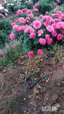 高度80厘米月季