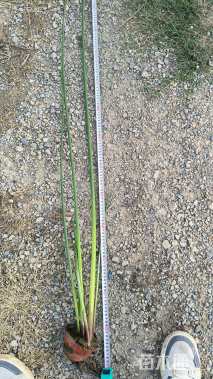 高度80厘米水葱