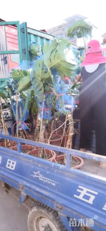 容器苗龟背竹