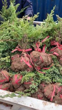 高度40厘米铺地柏