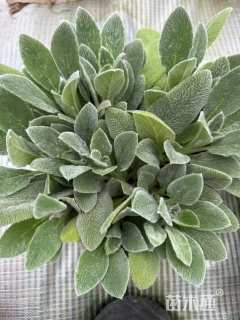 高度15厘米绵毛水苏