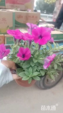 高度20厘米垂钓牵牛