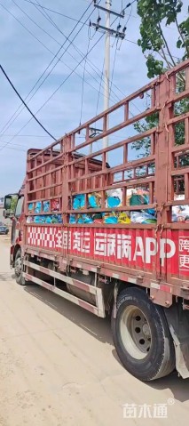 高度40厘米金叶石菖蒲