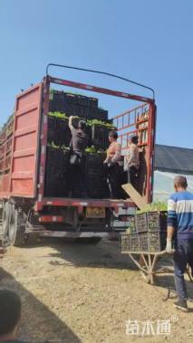 高度25厘米火焰南天竹