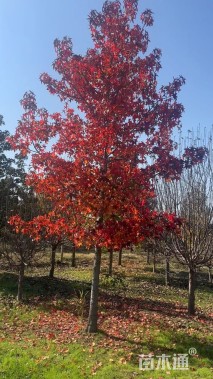 12公分北美枫香