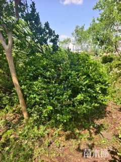 冠幅150厘米茶梅球