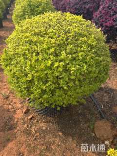 冠幅100厘米亮晶女贞球