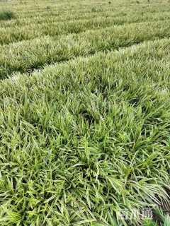 高度25厘米金边麦冬