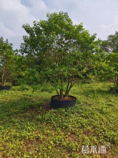 38公分红果冬青