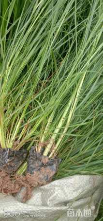 高度30厘米小兔子狼尾草