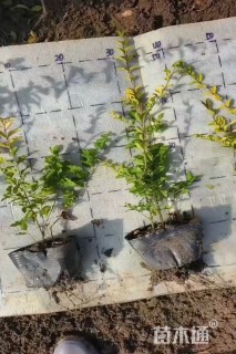 高度20厘米金冠小叶女贞