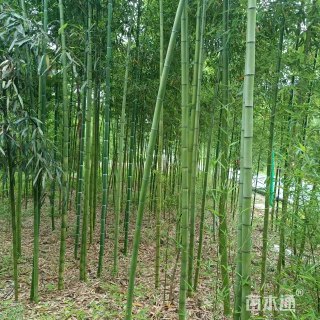 高度50厘米红天竹