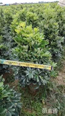 高度80厘米鸭脚木