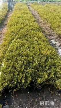 高度40厘米小叶栀子