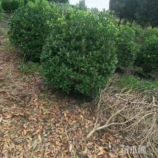 高度100厘米万年青球