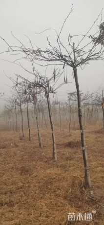 主蔓长200厘米紫藤