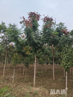 8公分北栾