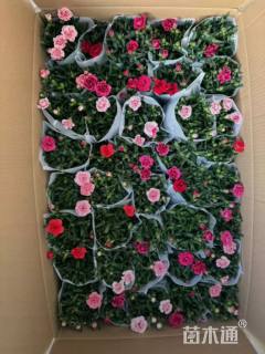 高度15厘米康乃馨