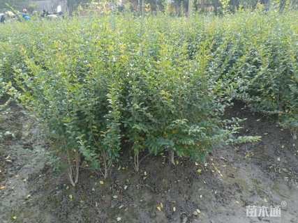 高度40厘米小叶女贞小苗