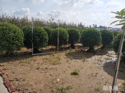 高度120厘米非洲茉莉