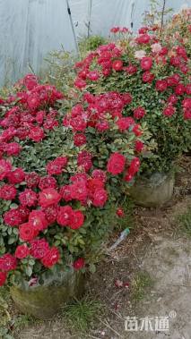 高度80厘米月季