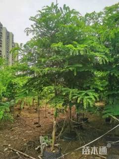 6公分粉花山扁豆