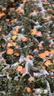 高度20厘米月季