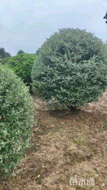 冠幅160厘米银姬小蜡球