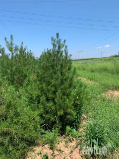 高度250厘米白皮松