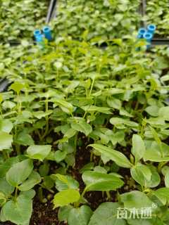 高度5厘米昆士兰伞木