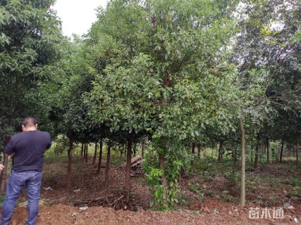 15公分香樟