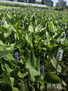 高度40厘米雨久花