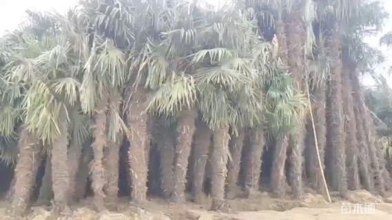 裸干高500厘米棕榈