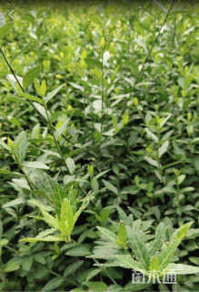 主蔓长50厘米小叶扶芳藤