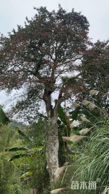 86公分红果冬青