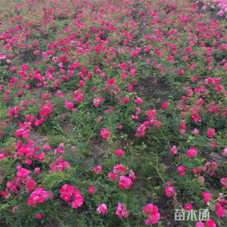 高度50厘米地被月季