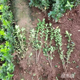 高度49厘米大叶黄杨小苗