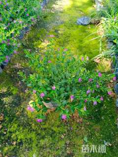 高度21厘米雪茄花