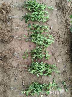 高度35厘米大叶黄杨