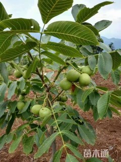 高度350厘米核桃