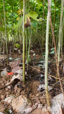 高度80厘米马褂木小苗