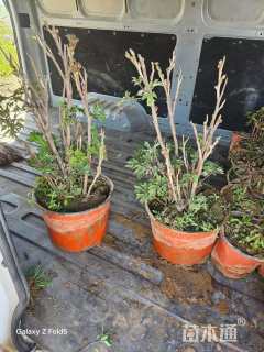 高度50厘米凤丹牡丹