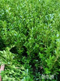 高度25厘米豆瓣黄杨