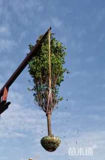 高度250厘米朱砂梅