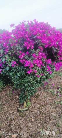 高度150厘米三角梅