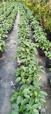 高度30厘米冰蓝鼠尾草