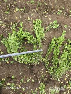 高度80厘米胶东卫矛