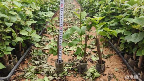 高度25厘米三角梅