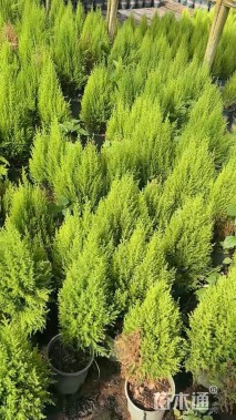 高度30厘米甘松