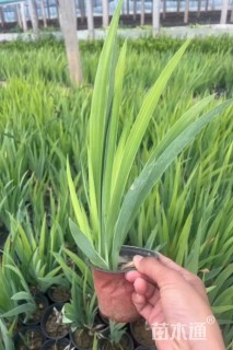 高度20厘米黄花鸢尾